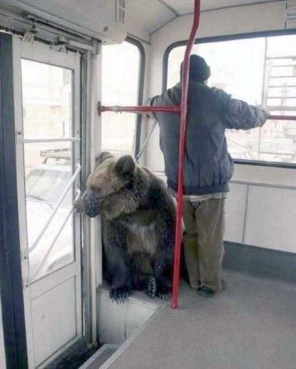 WTF Photos from the Planet Russia (45 photos)