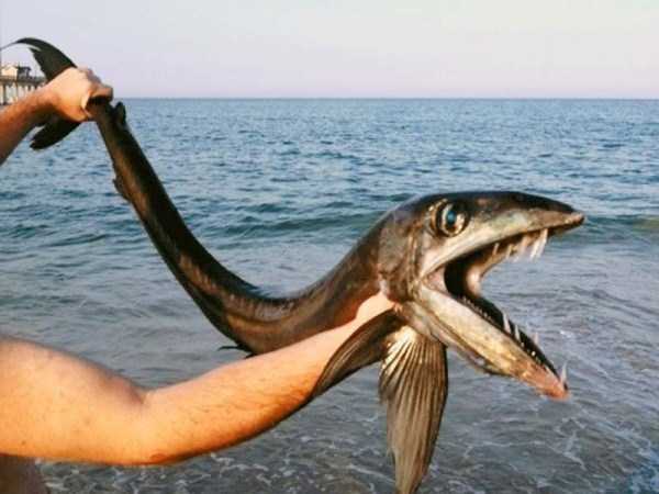 Creepy Creatures of the Deep Waters (20 photos)