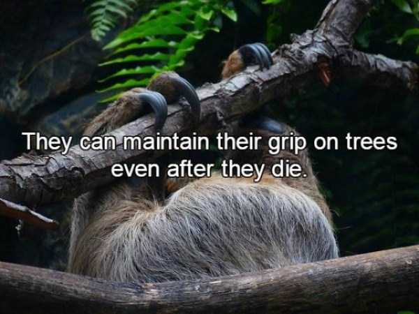 15 Relatively Unknown Facts About Sloths (15 photos)