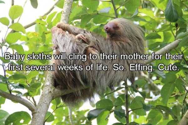 15 Relatively Unknown Facts About Sloths (15 photos)