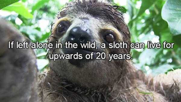 15 Relatively Unknown Facts About Sloths (15 photos)