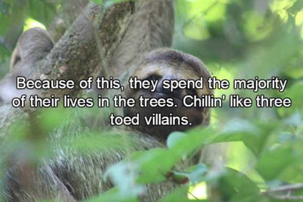 15 Relatively Unknown Facts About Sloths (15 photos)