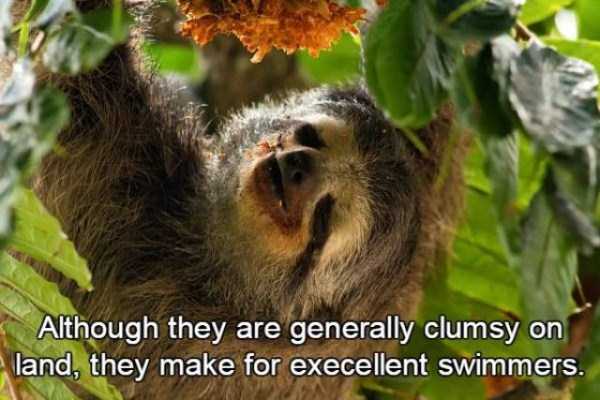 15 Relatively Unknown Facts About Sloths (15 photos)