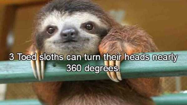 sloths facts 8