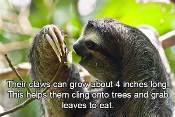 15 Relatively Unknown Facts About Sloths (15 photos)