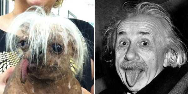 Famous People and their Dog Look Alikes (24 photos)