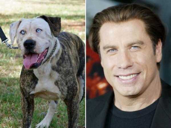 Famous People and their Dog Look Alikes (24 photos)