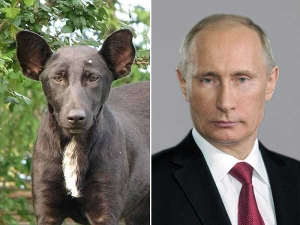 Famous People and their Dog Look Alikes (24 photos)