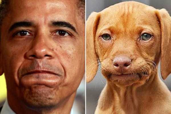 Famous People and their Dog Look-Alikes (24 photos)