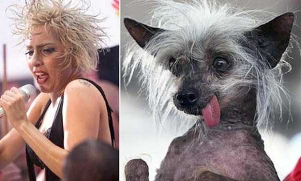 Famous People and their Dog Look Alikes (24 photos)