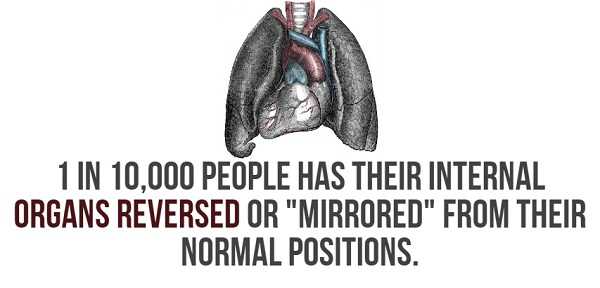 40 Remarkable Facts About the Human Body (40 photos)