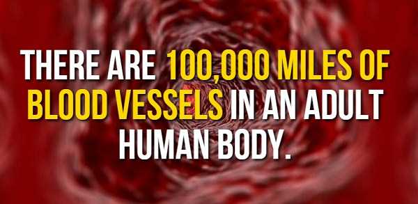 facts about human body 4