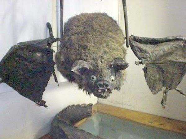 42 Cringeworthy Taxidermy Fails (42 photos)