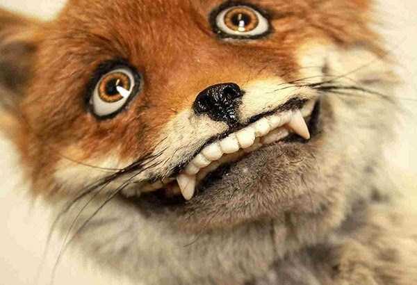 42 Cringeworthy Taxidermy Fails (42 photos)