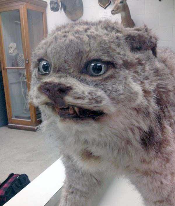 42 Cringeworthy Taxidermy Fails (42 photos)