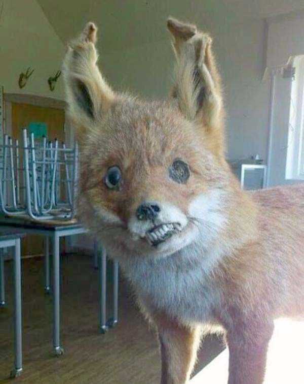 42 Cringeworthy Taxidermy Fails (42 photos)