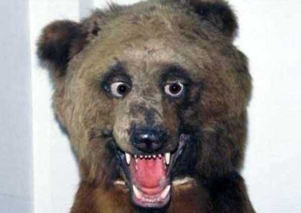42 Cringeworthy Taxidermy Fails (42 photos)