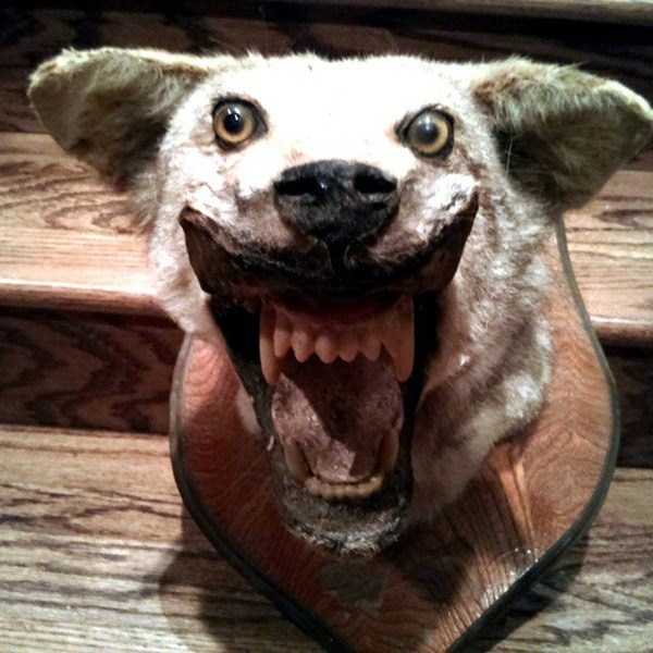 42 Cringeworthy Taxidermy Fails | KLYKER.COM