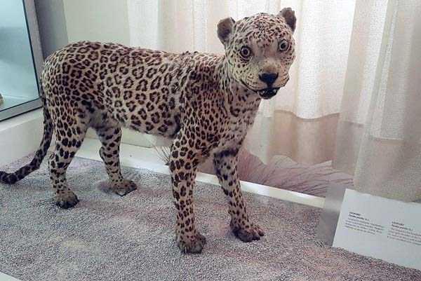 42 Cringeworthy Taxidermy Fails (42 photos)