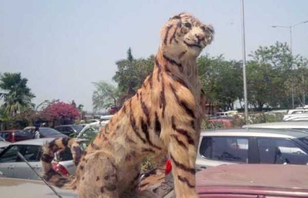 42 Cringeworthy Taxidermy Fails (42 photos)