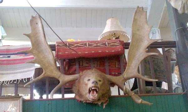42 Cringeworthy Taxidermy Fails (42 photos)