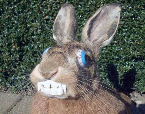 42 Cringeworthy Taxidermy Fails (42 photos)