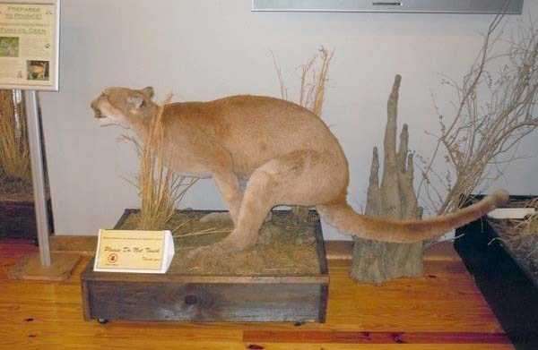 42 Cringeworthy Taxidermy Fails (42 photos)