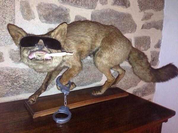 42 Cringeworthy Taxidermy Fails (42 photos)