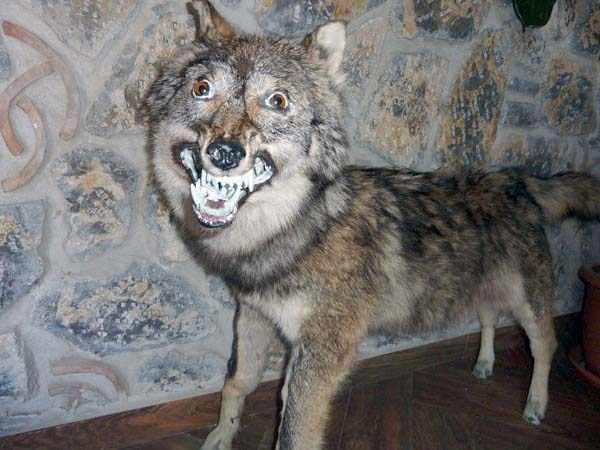 42 Cringeworthy Taxidermy Fails (42 photos)