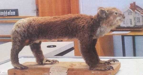 42 Cringeworthy Taxidermy Fails (42 photos)