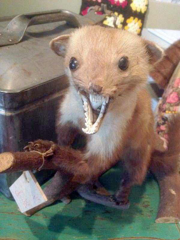 42 Cringeworthy Taxidermy Fails (42 photos)