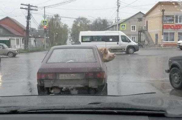 wtf russia images 13