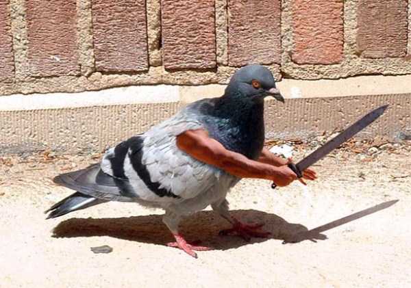 31 Ridiculously Funny Pics of Birds With Human Arms