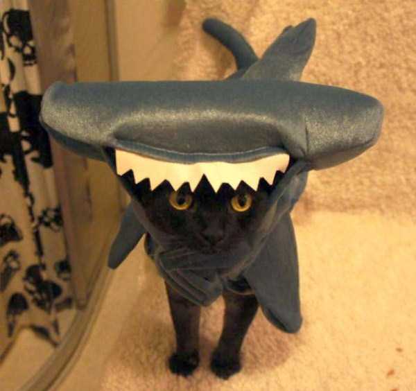 45 Wacky and Creative Halloween Costumes for Cats (45 photos)