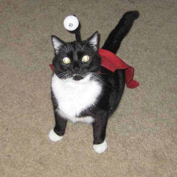 45 Wacky and Creative Halloween Costumes for Cats (45 photos)