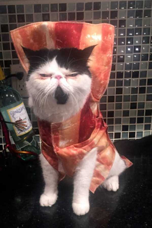 45 Wacky and Creative Halloween Costumes for Cats (45 photos)