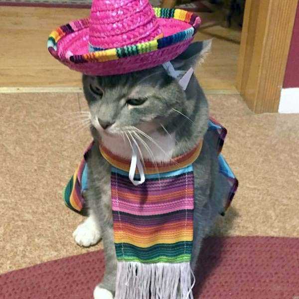 45 Wacky and Creative Halloween Costumes for Cats (45 photos)