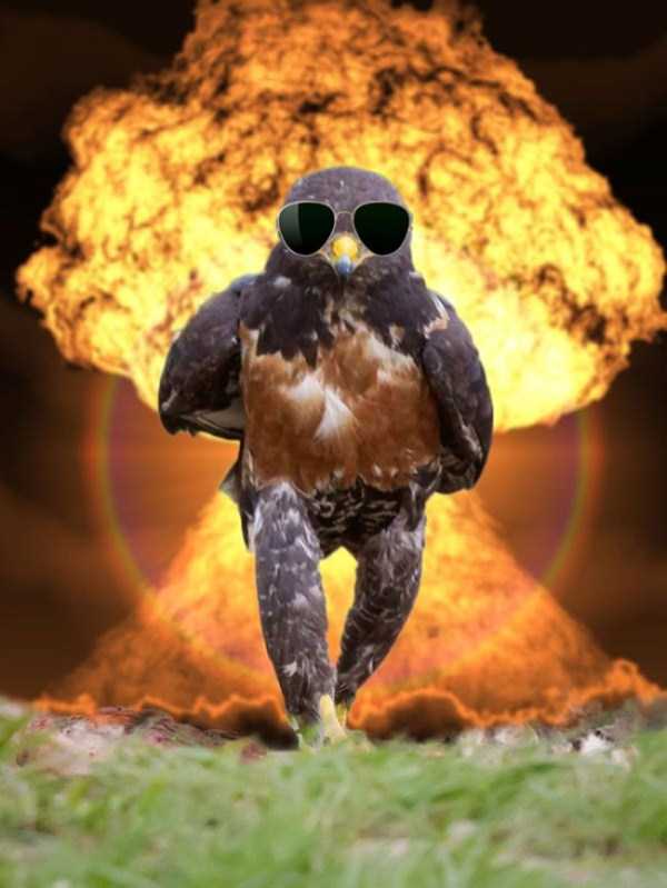 Badass Hawk Inspires Photoshop Battle (45 photos)