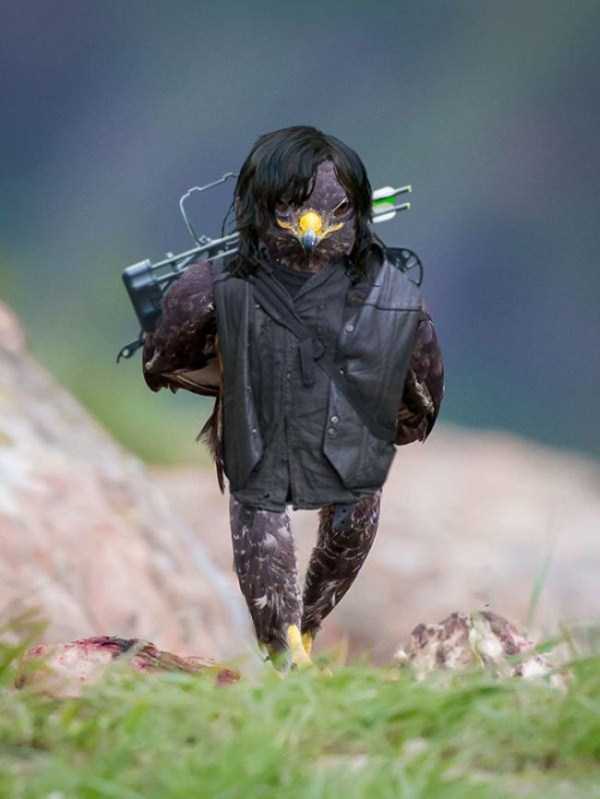 Badass Hawk Inspires Photoshop Battle (45 photos)