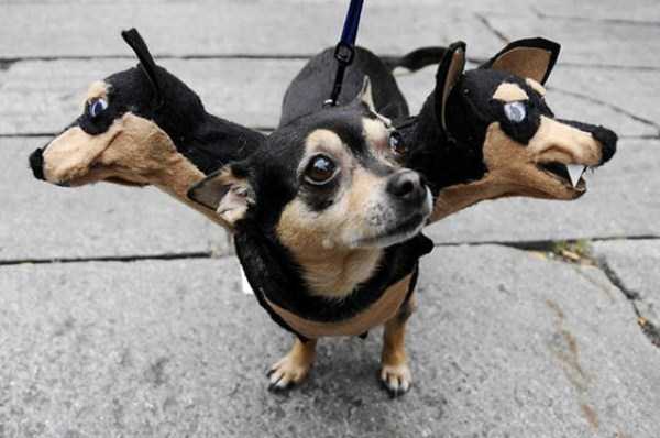 Dogs Deserve Halloween Costumes Too (56 photos)