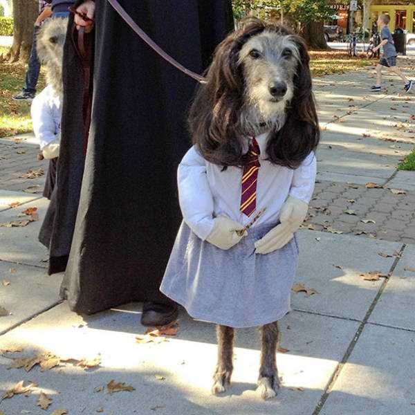 Dogs Deserve Halloween Costumes Too (56 photos)