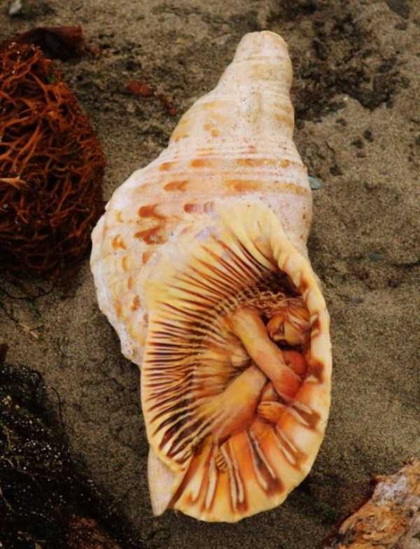 Hauntingly Beautiful Driftwood Sculptures By Debra Bernier (30 photos)