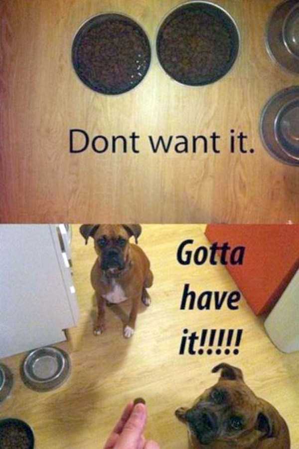 A Few Funny Dog Pictures That Will Make You Giggle (18 photos)