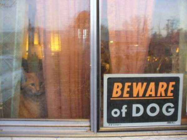 You Should Be Afraid of These Badass Guard Dogs (41 photos)