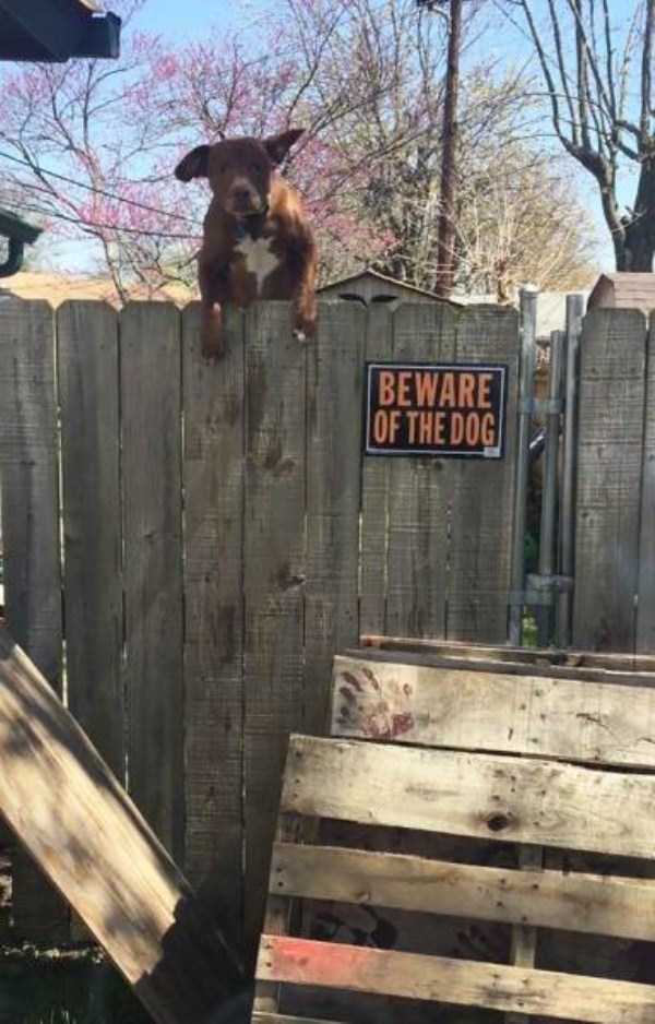 You Should Be Afraid of These Badass Guard Dogs (41 photos)