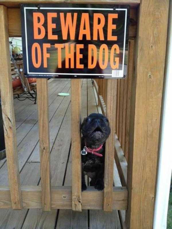 totally harmless guard dogs 15