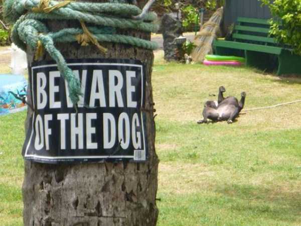 You Should Be Afraid of These Badass Guard Dogs (41 photos)