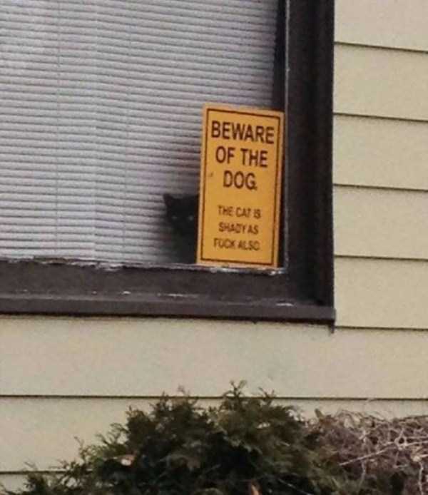 You Should Be Afraid of These Badass Guard Dogs (41 photos)