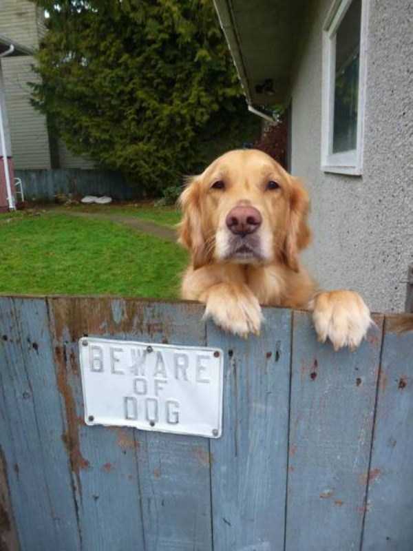 You Should Be Afraid of These Badass Guard Dogs (41 photos)