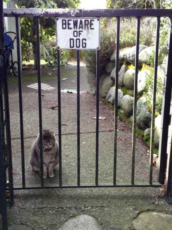 You Should Be Afraid of These Badass Guard Dogs (41 photos)